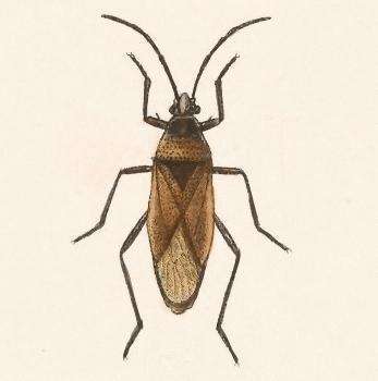 Image of Largus cinctus Herrich-Schaeffer 1842