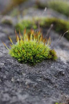 Image of tortula moss