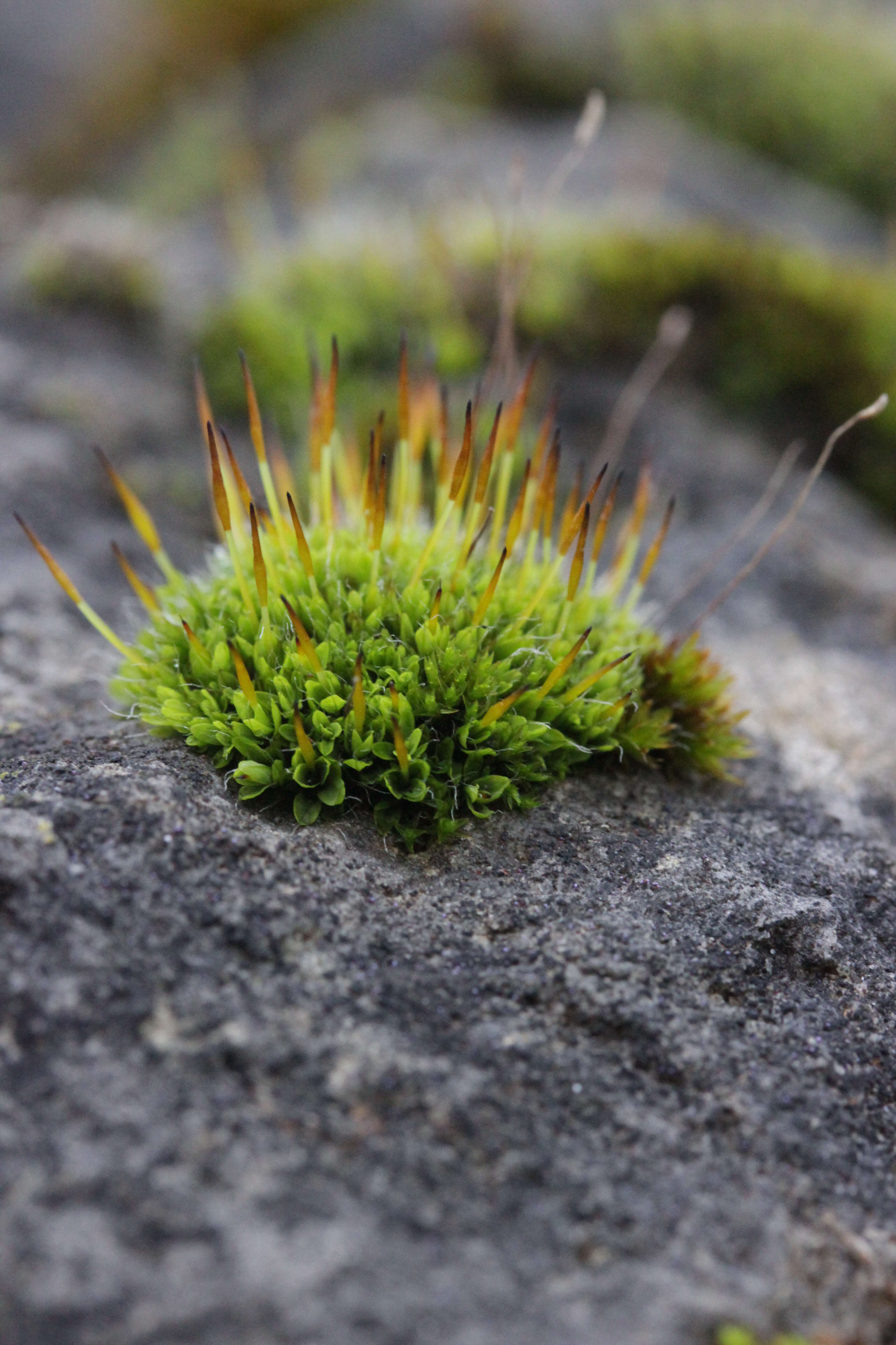 泛生牆苔的圖片