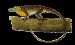 Image of Anolis punctatus Daudin 1802