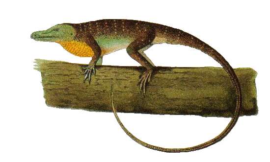 Image of Anolis punctatus Daudin 1802