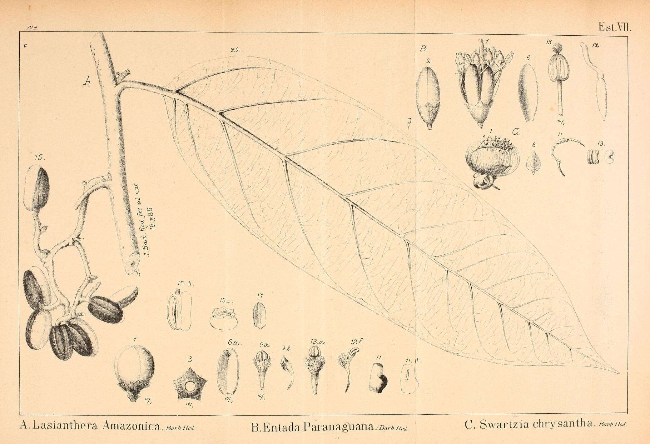 Image of Discophora