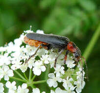 Image of Cantharis rustica