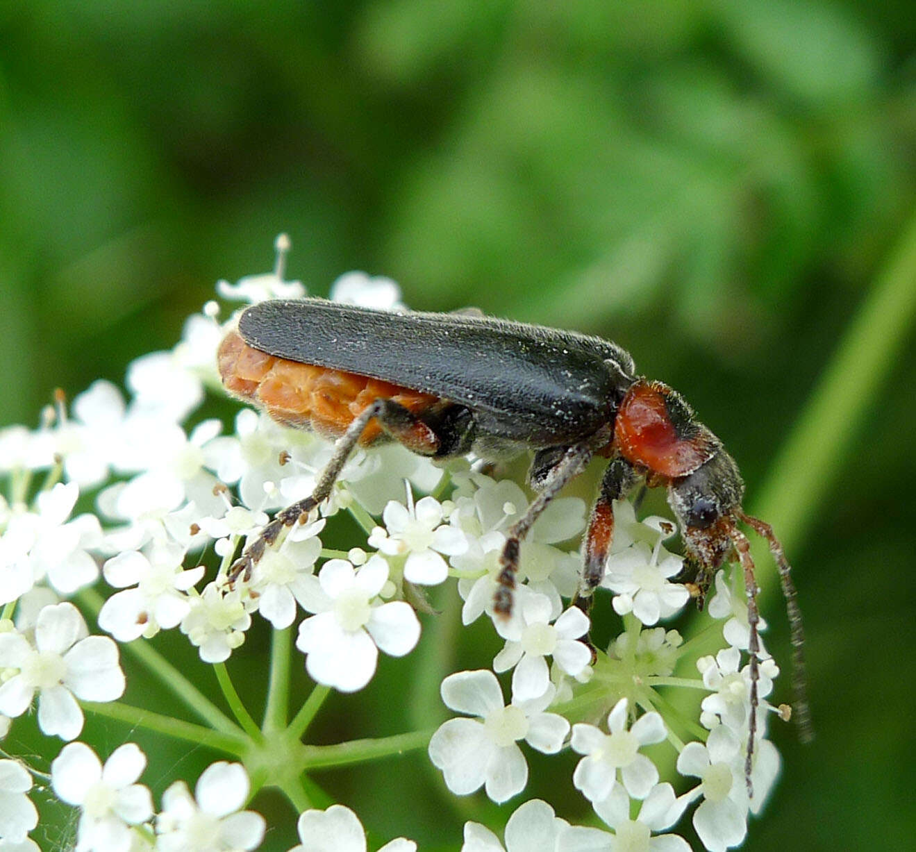 Image of Cantharis rustica