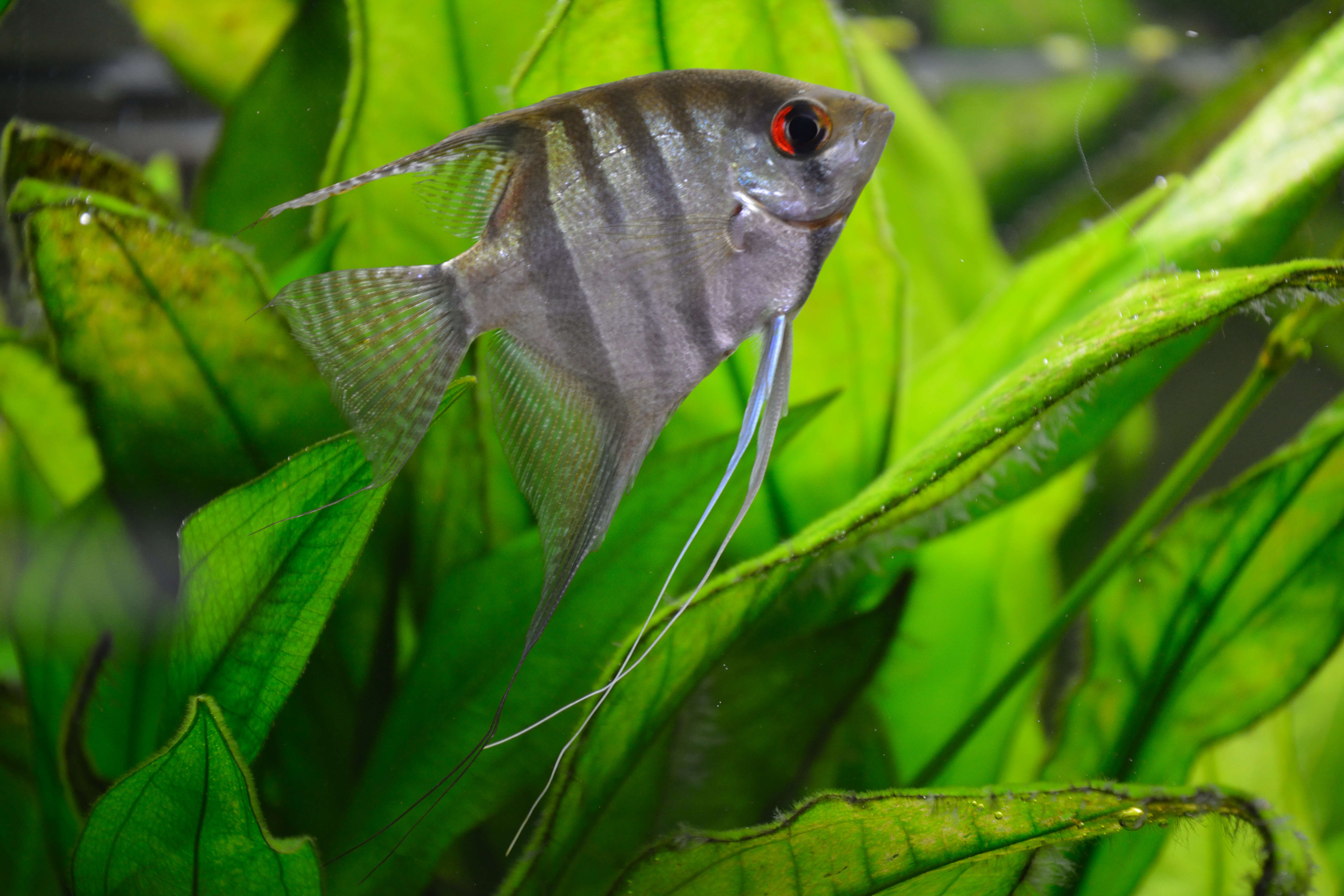 Image of freshwater angelfish