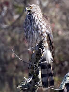 Image of Sharp-shinned Hawk