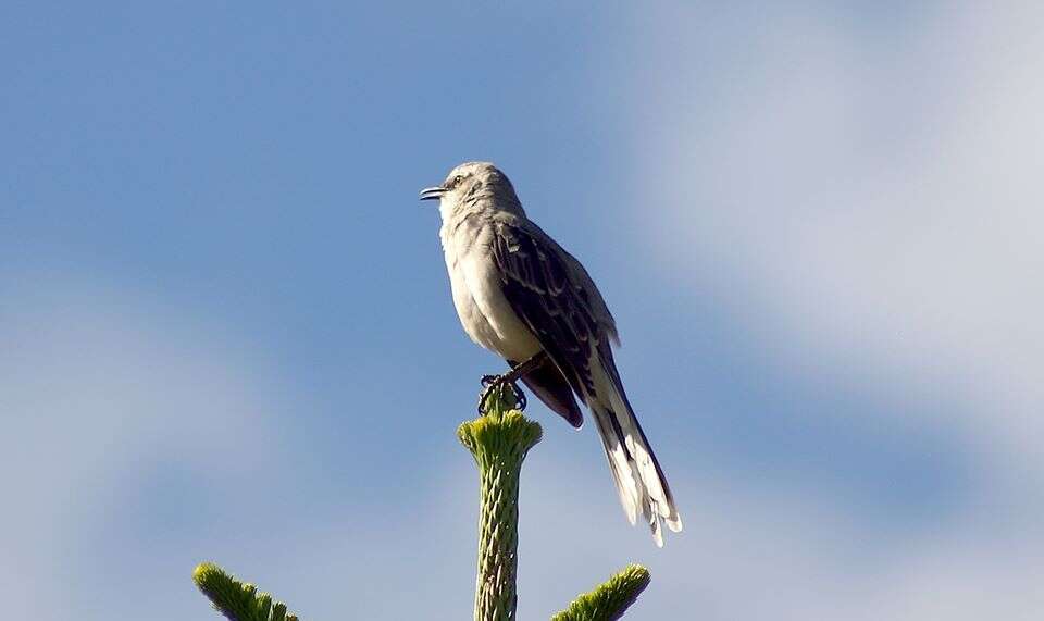 Image of Northern Mockingbird