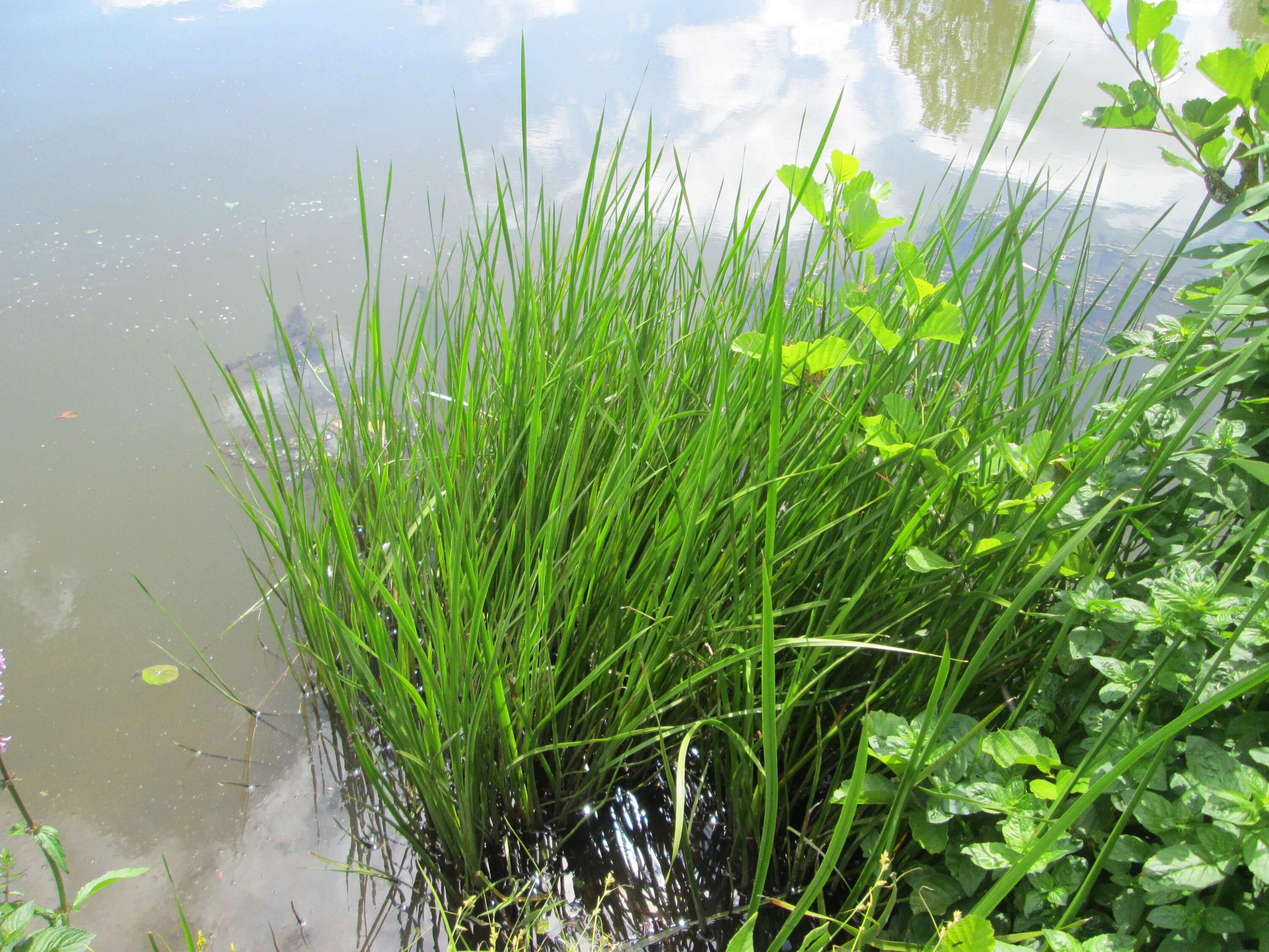 Image of flowering rush family