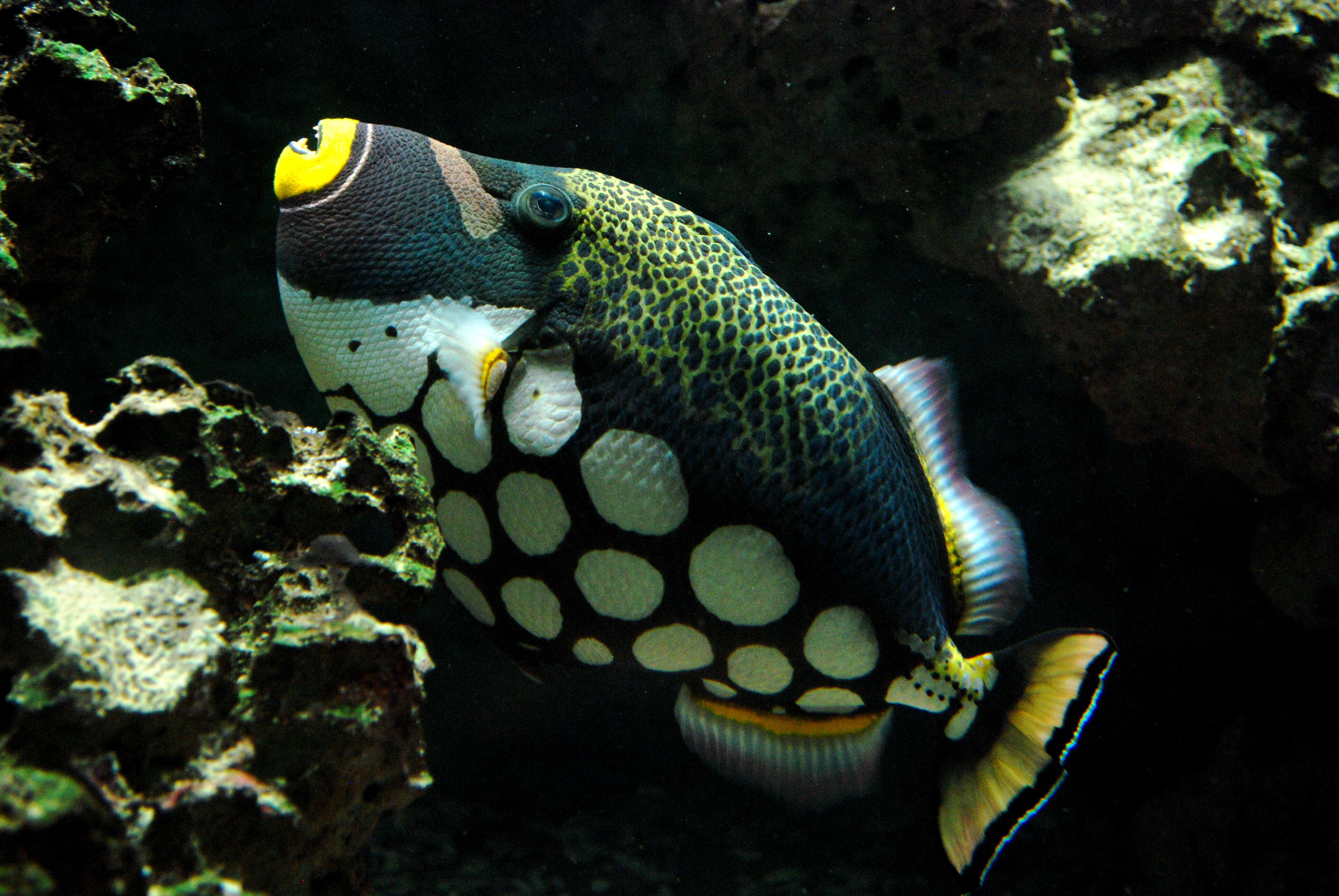 Image of clown triggerfish