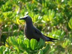 Image of Brown Noddy