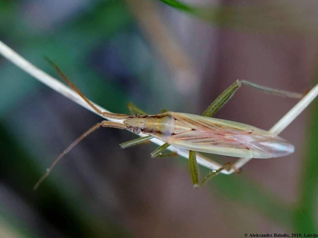 Image of Stenodema laevigata (Linnaeus 1758)