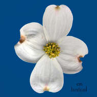 Image of flowering dogwood