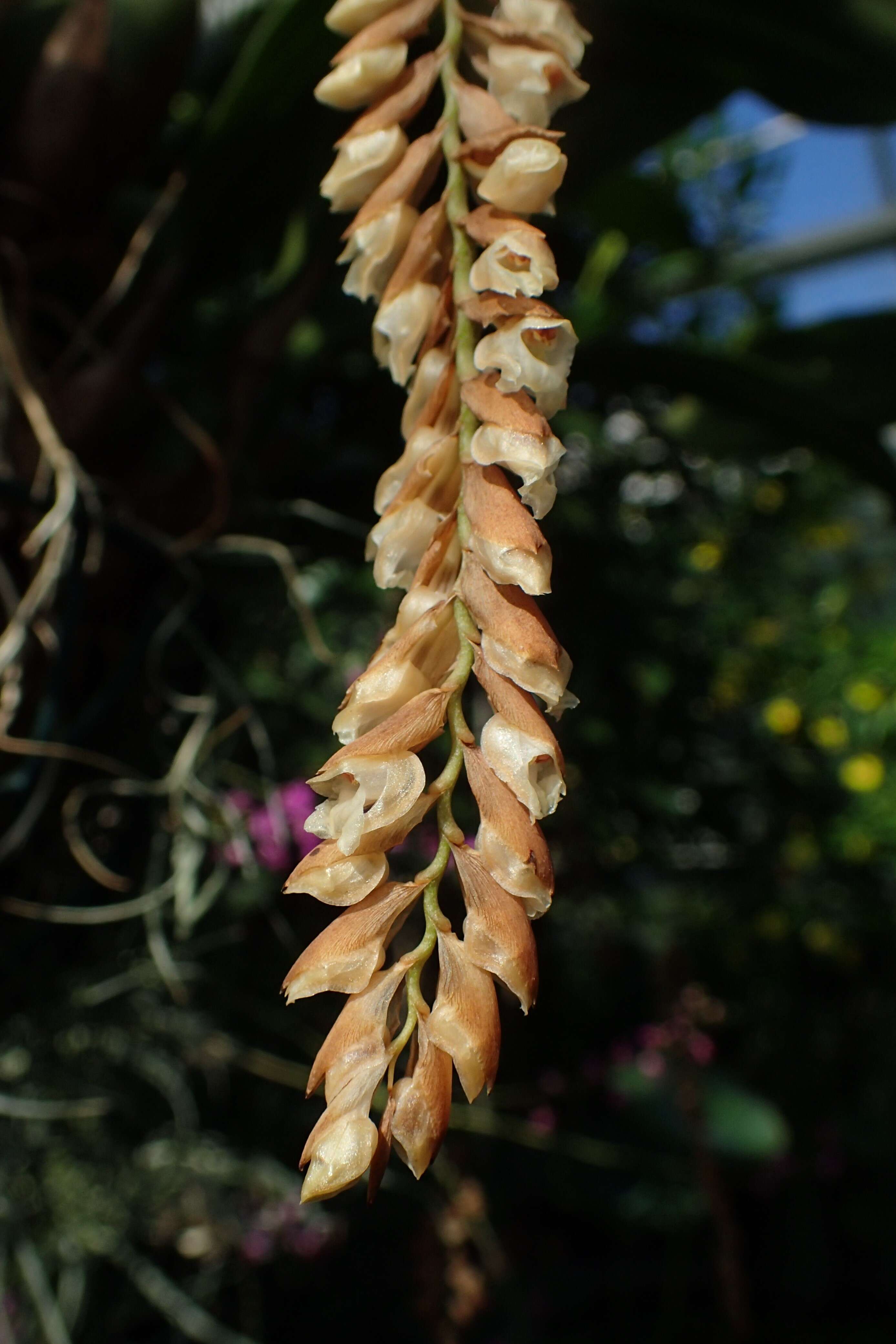 Image of Common rattlesnake orchid