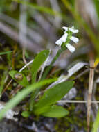 Image of Shining Ladies'-Tresses