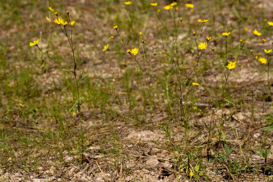 Image of snakeweed