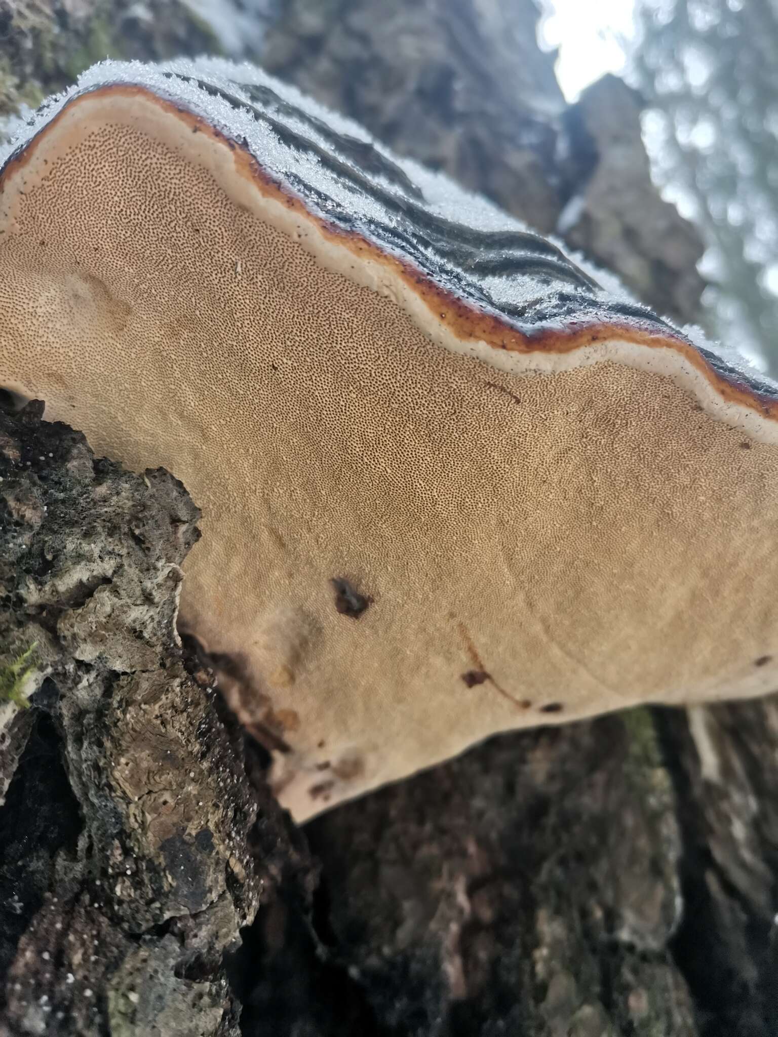 Image of Red-banded bracket