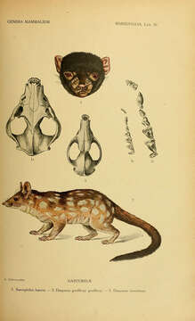 Imagem de Dasyurus geoffroii Gould 1841