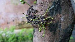 Plancia ëd Stelechocarpus burahol (Blume) Hook. fil. & Thomson