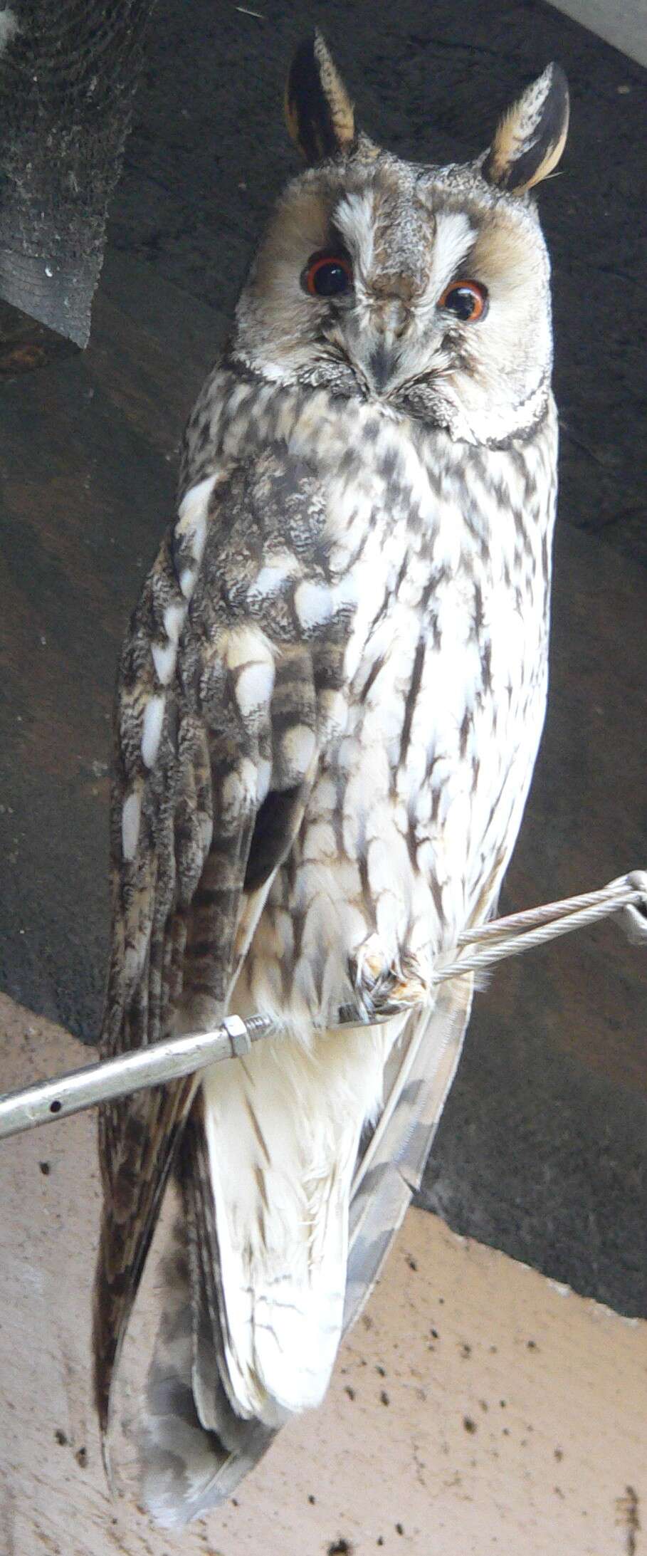 Image of Long-eared Owl