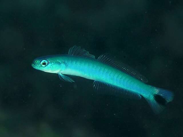 Image of Blacktail goby