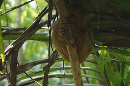 Image of Philippine tarsier