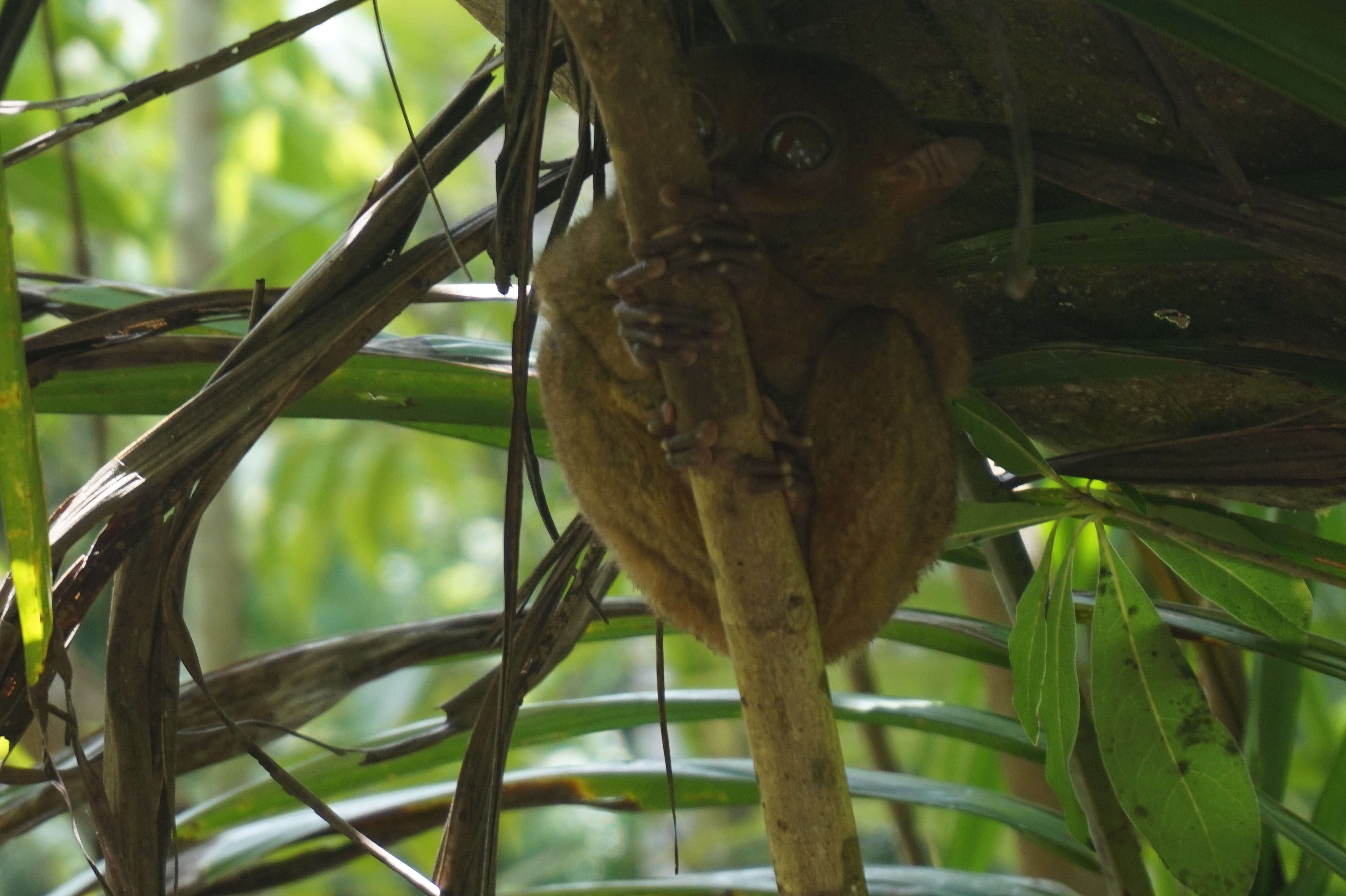 Image of Philippine tarsier