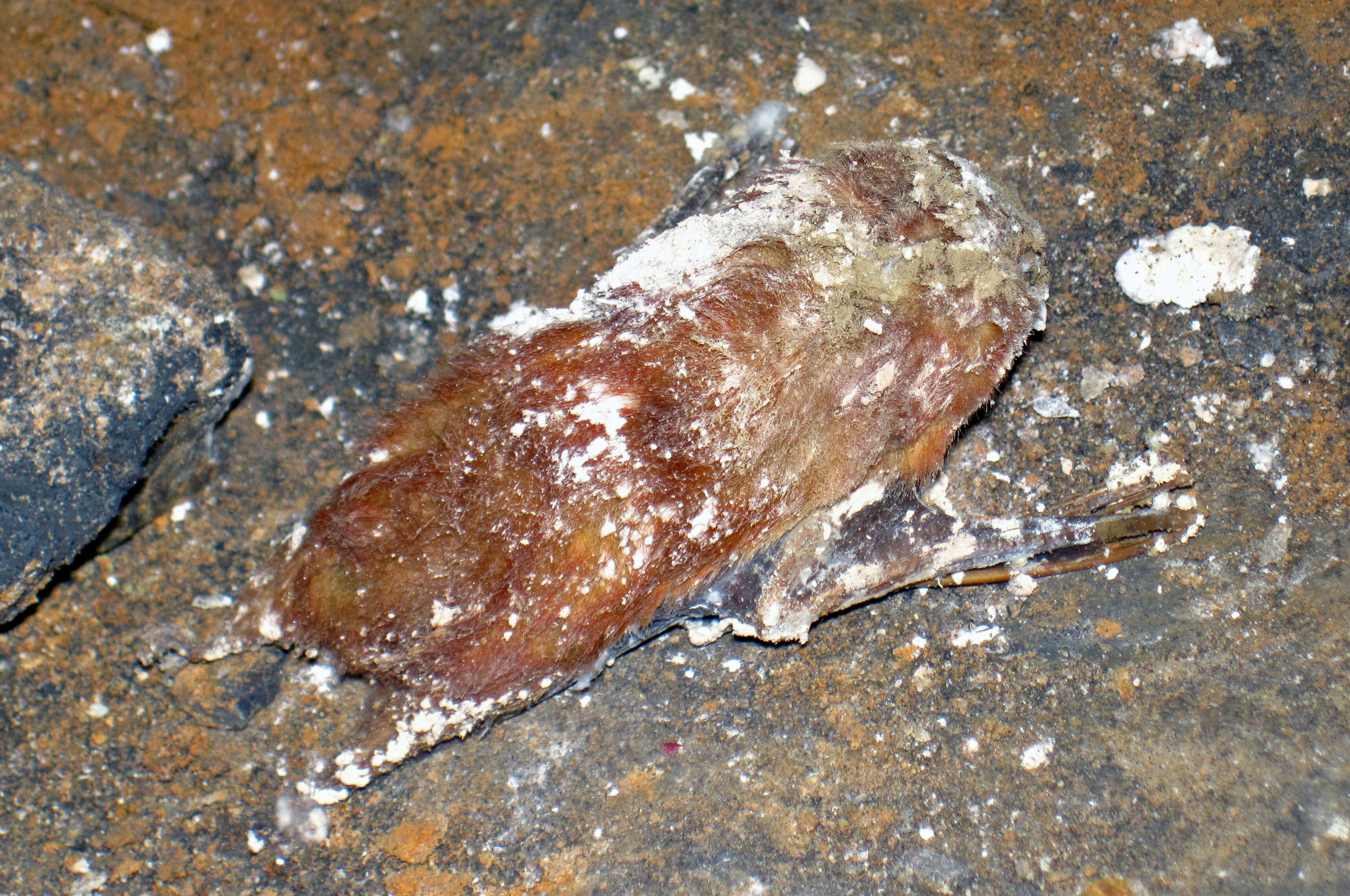 Image of Eastern Red Bat