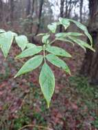 Imagem de Sambucus nigra L.