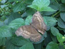 Image of chocolate pansy