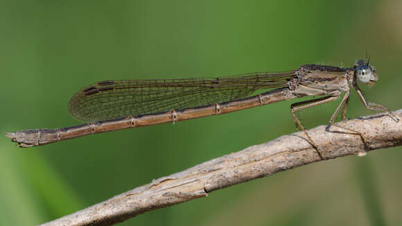 Image of Siberian Winter Damsel