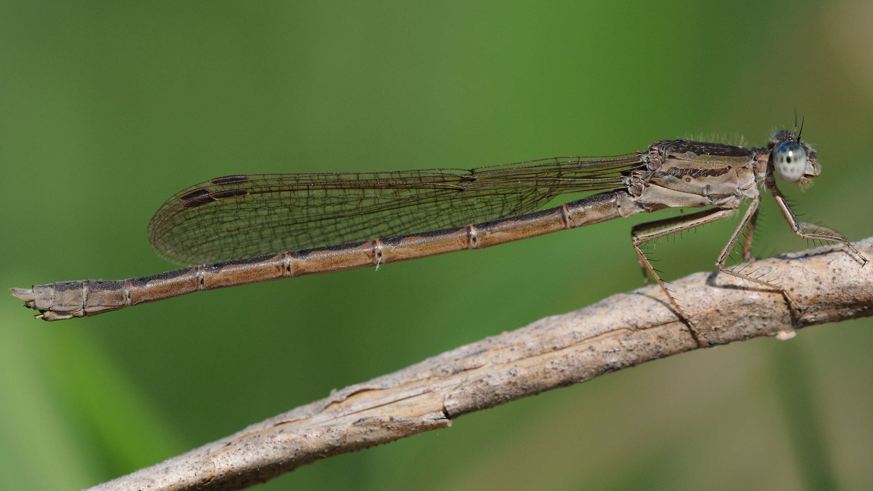 Image of Siberian Winter Damsel