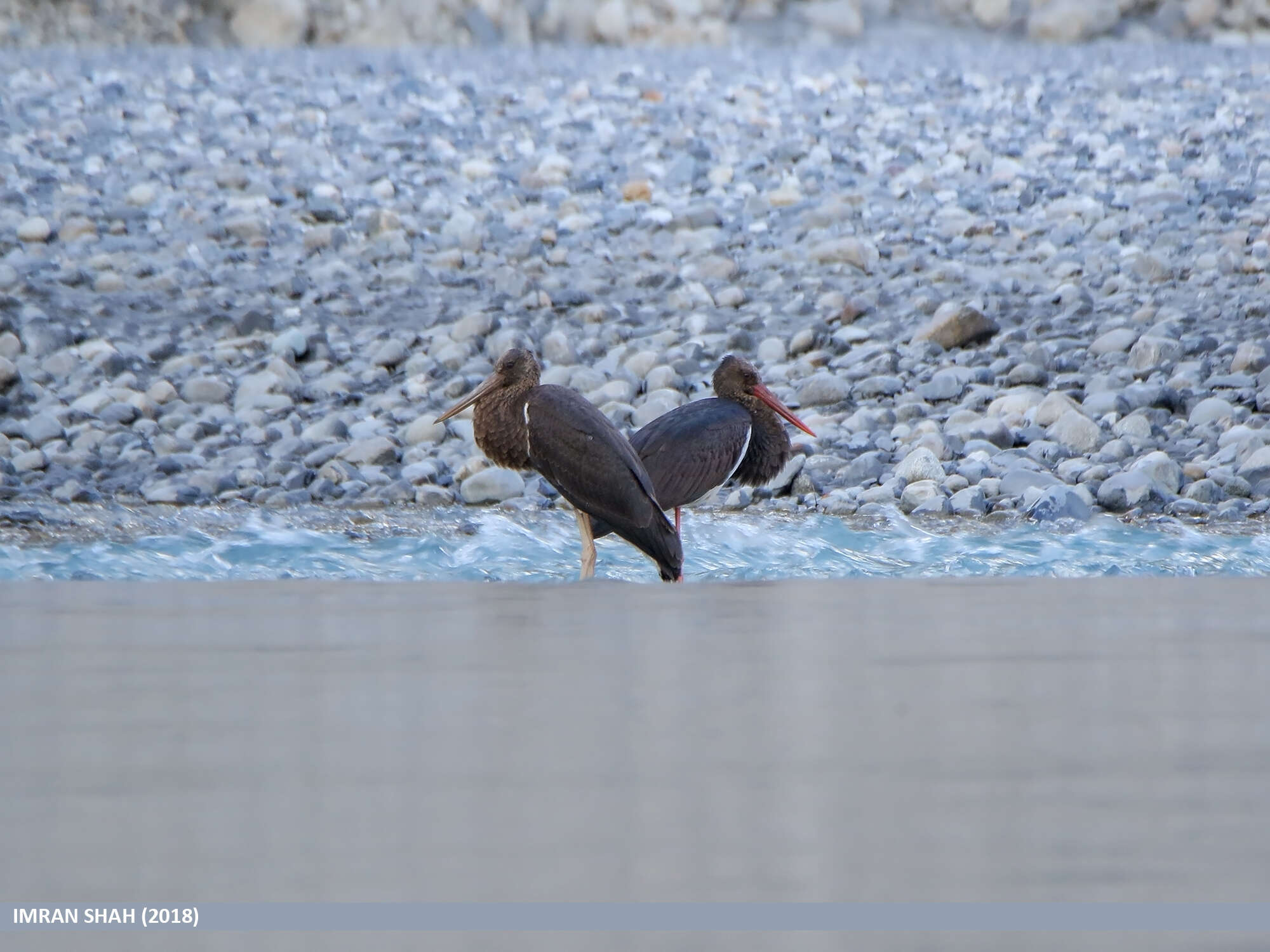 Image of Black Stork