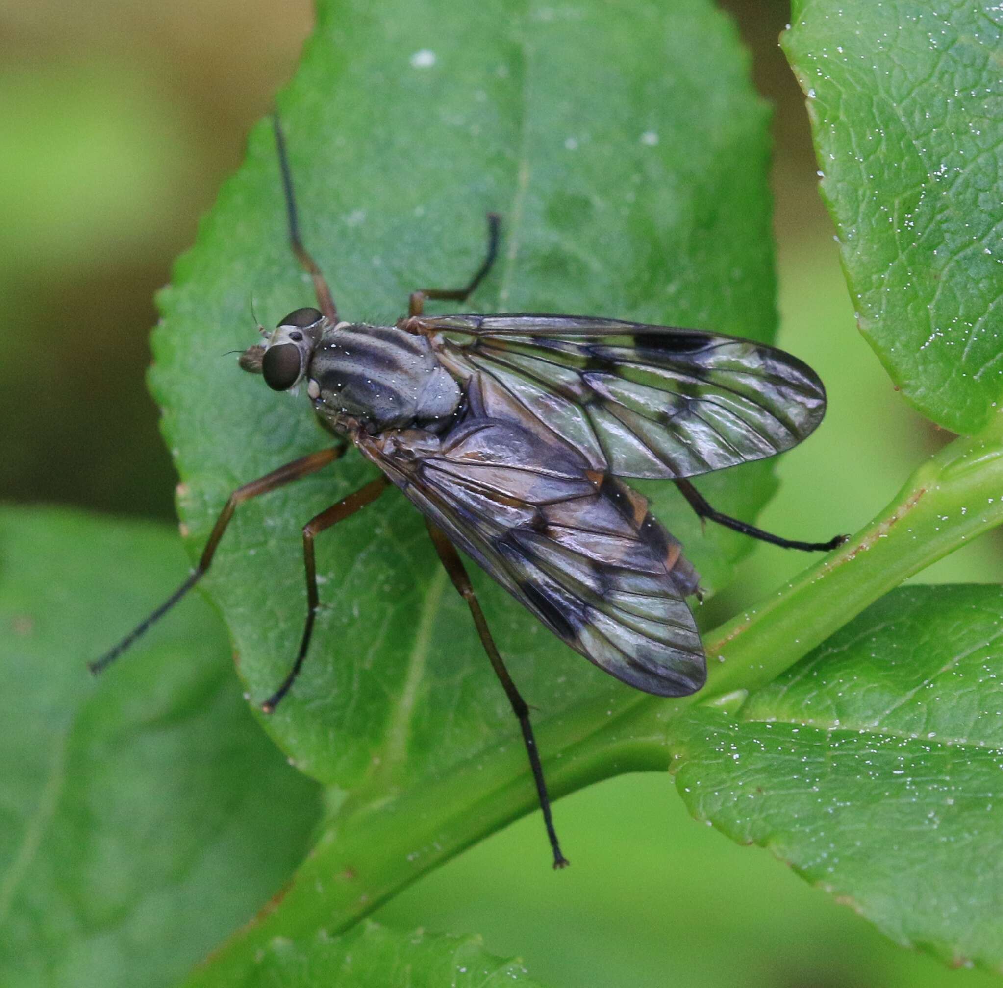 Imagem de Rhagio scolopaceus (Linnaeus 1758)