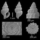 Sivun Pleurotomella vaginata Dall 1927 kuva