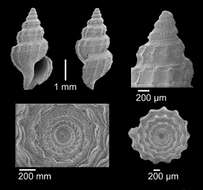 Plancia ëd Pleurotomella vaginata Dall 1927