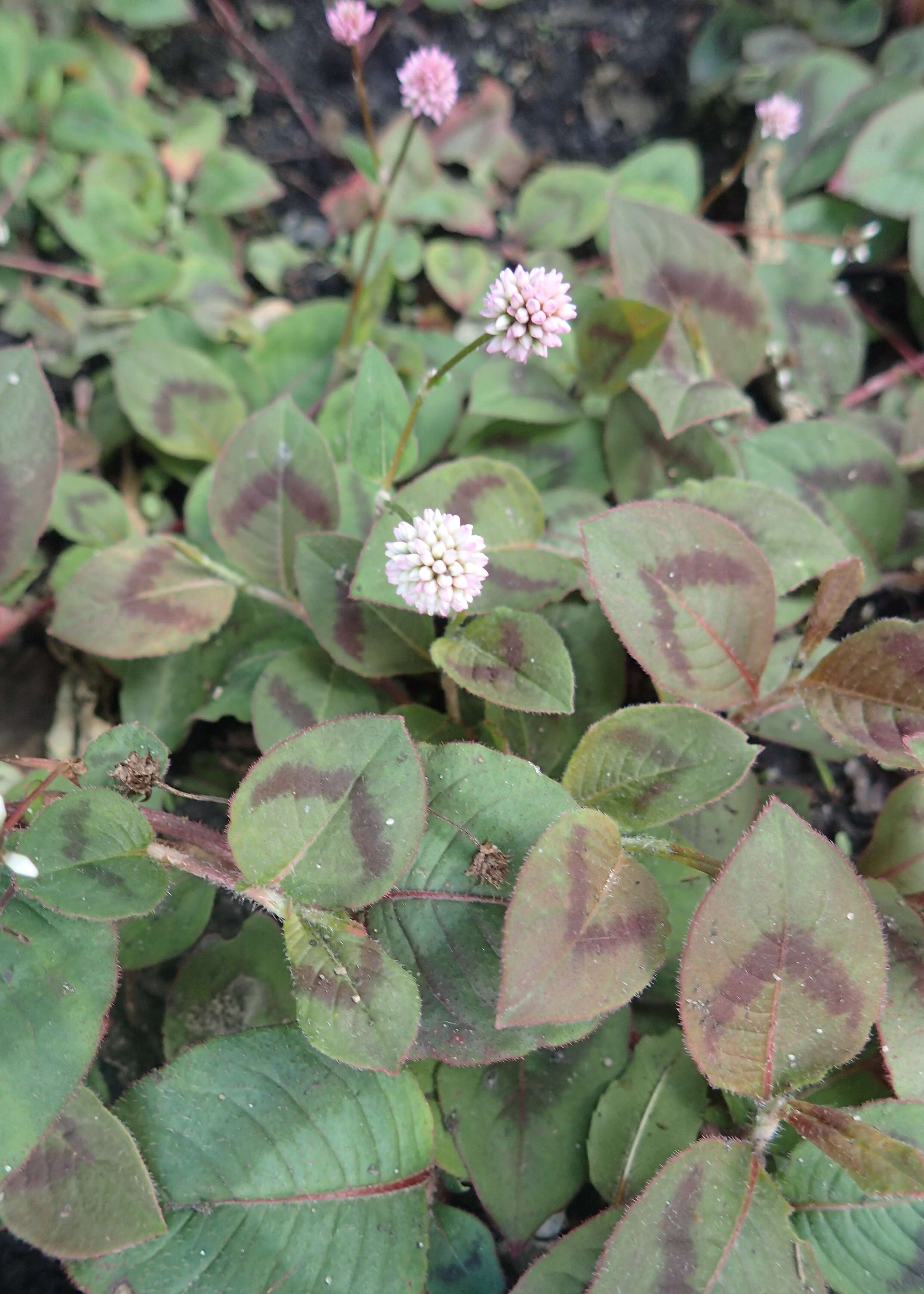 Imagem de Persicaria capitata (Buch.-Ham. ex D. Don) H. Gross