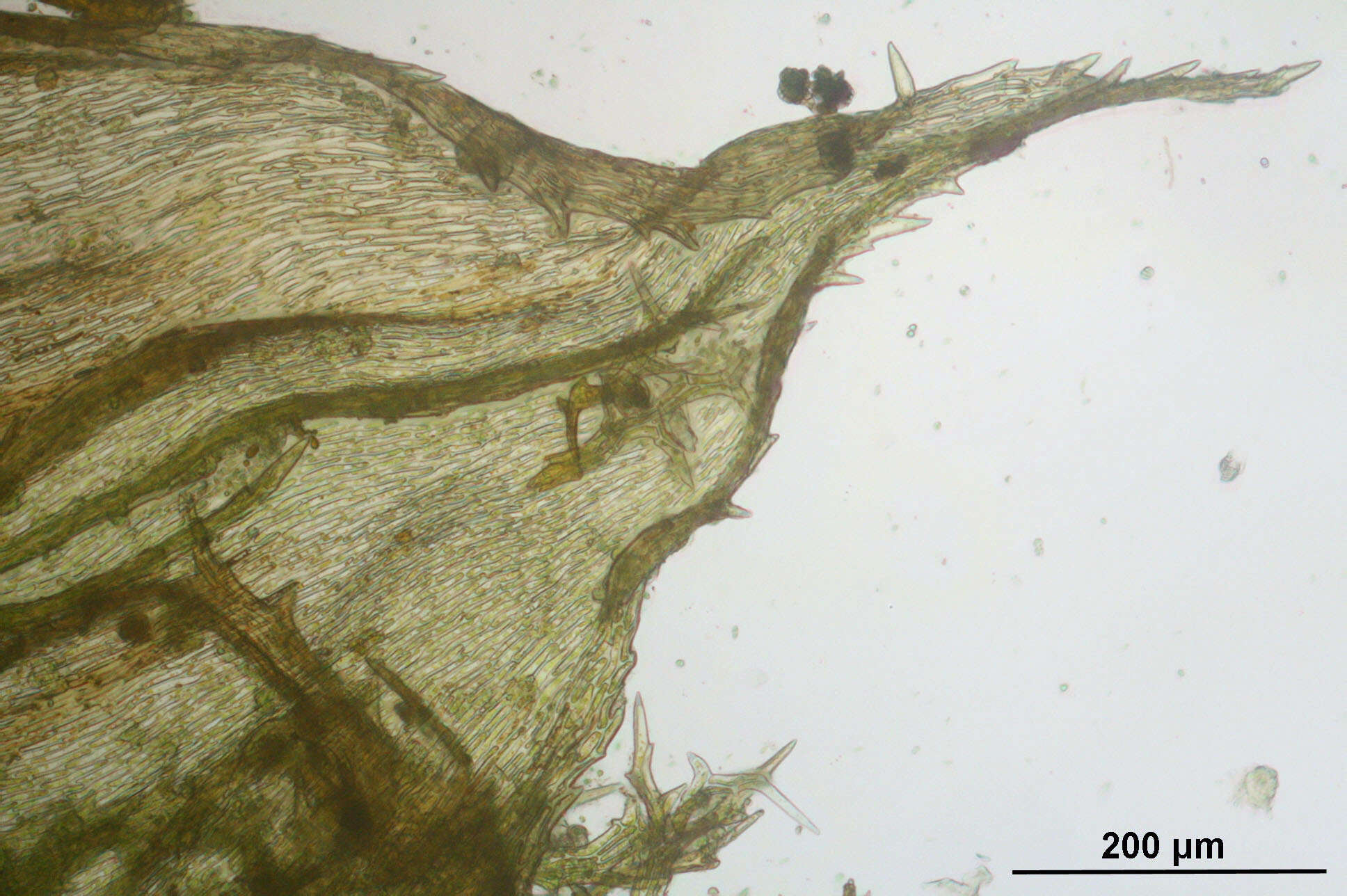 Image of hylocomiastrum moss