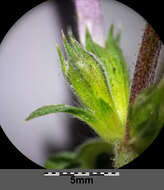 Image of Red hemp nettle