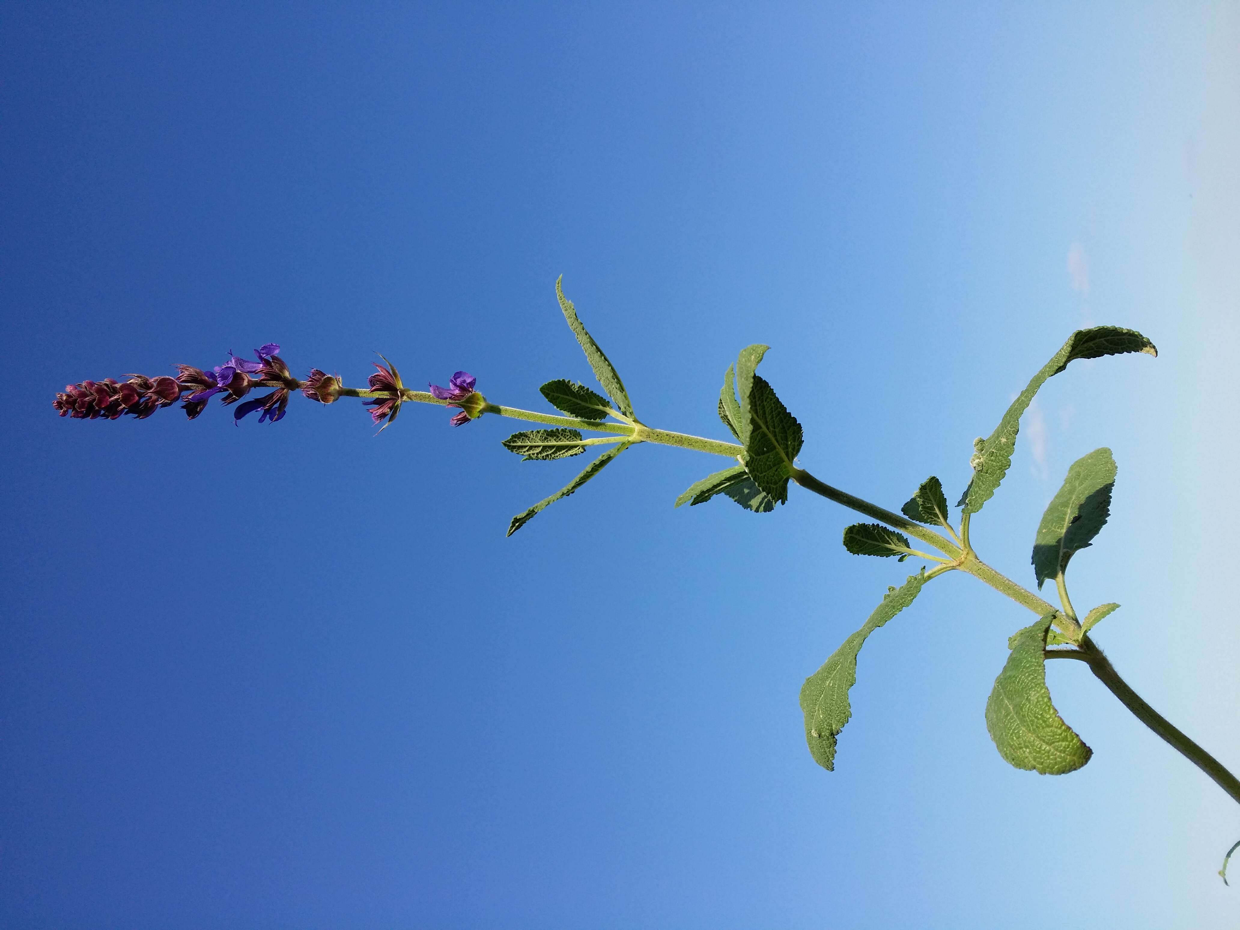 Imagem de Salvia nemorosa L.