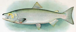 Image of Sockey Salmon