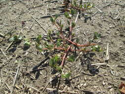 Image of common purslane