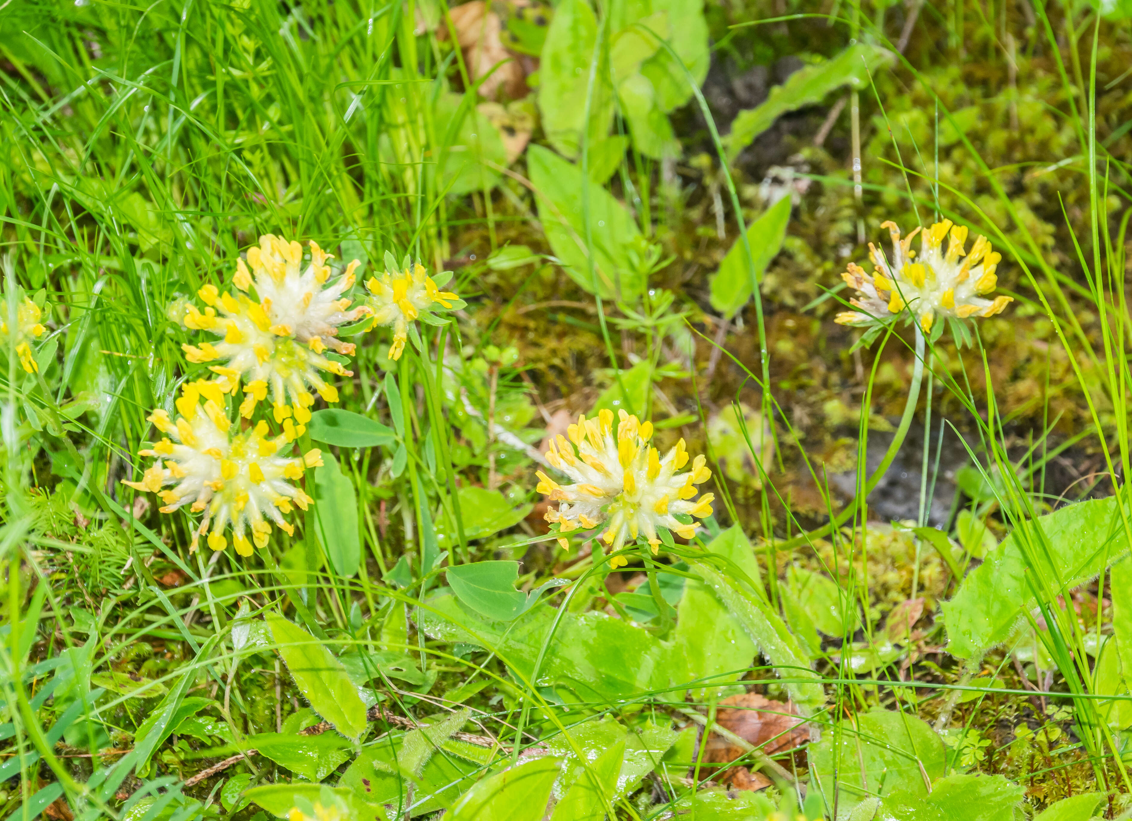 Слика од Anthyllis vulneraria L.