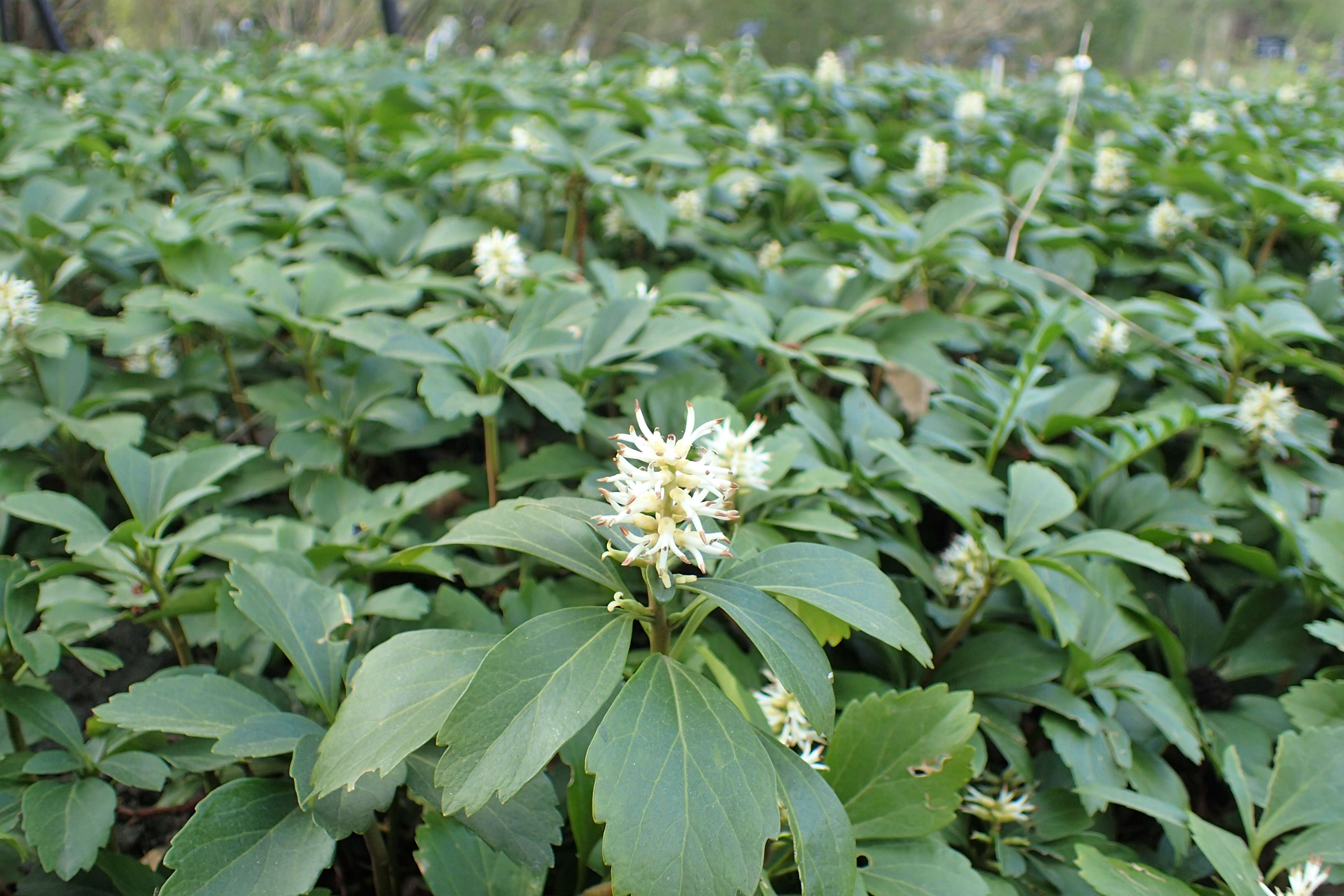 Image of Japanese pachysandra