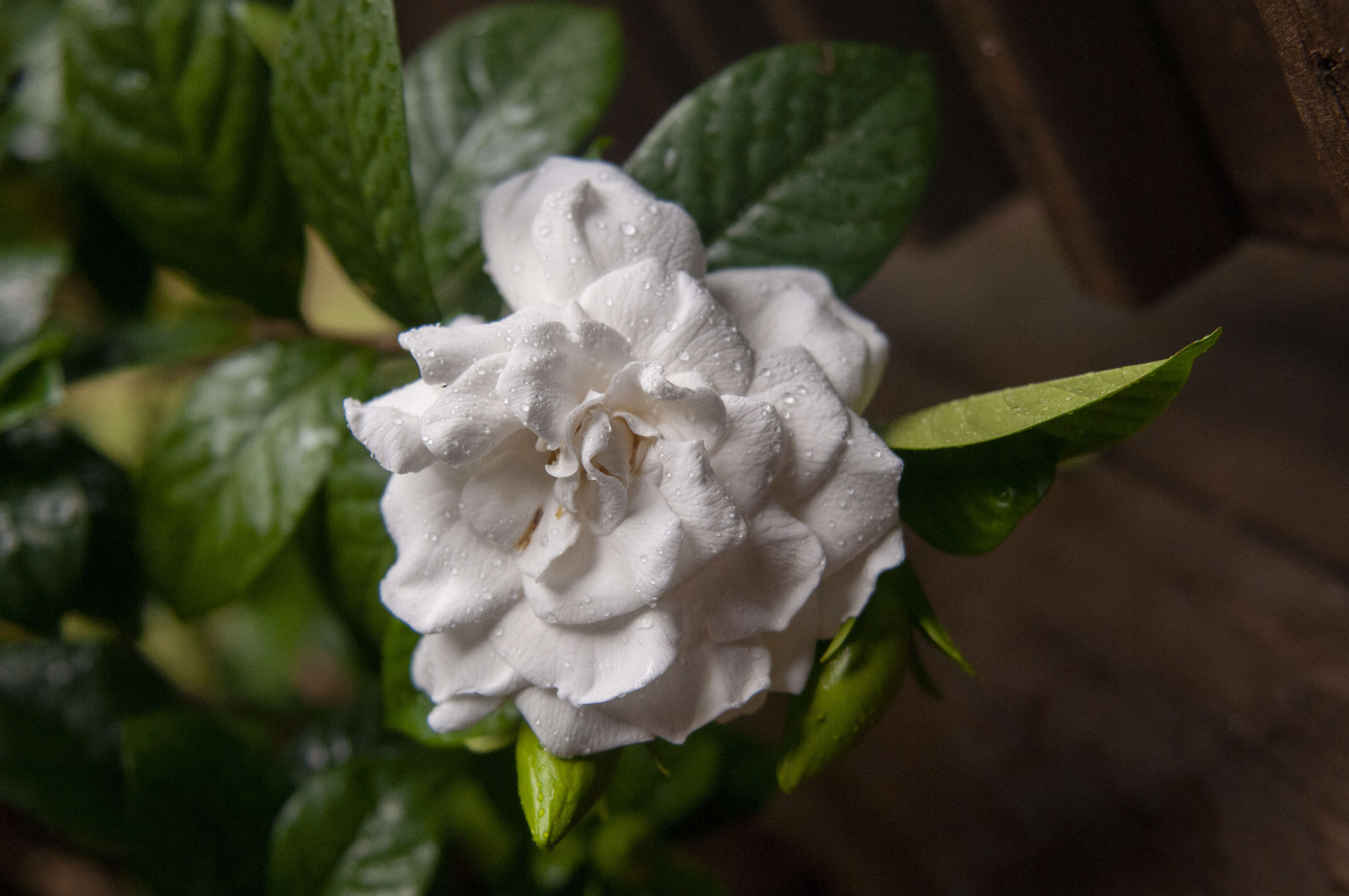 Image of Cape jasmine