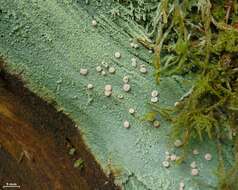 Image of peppermint drop lichen