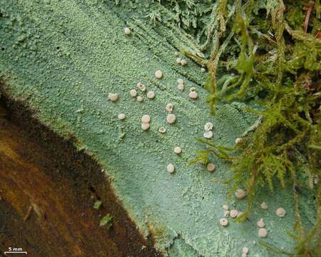 Image of peppermint drop lichen