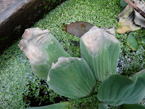 Image of pistia