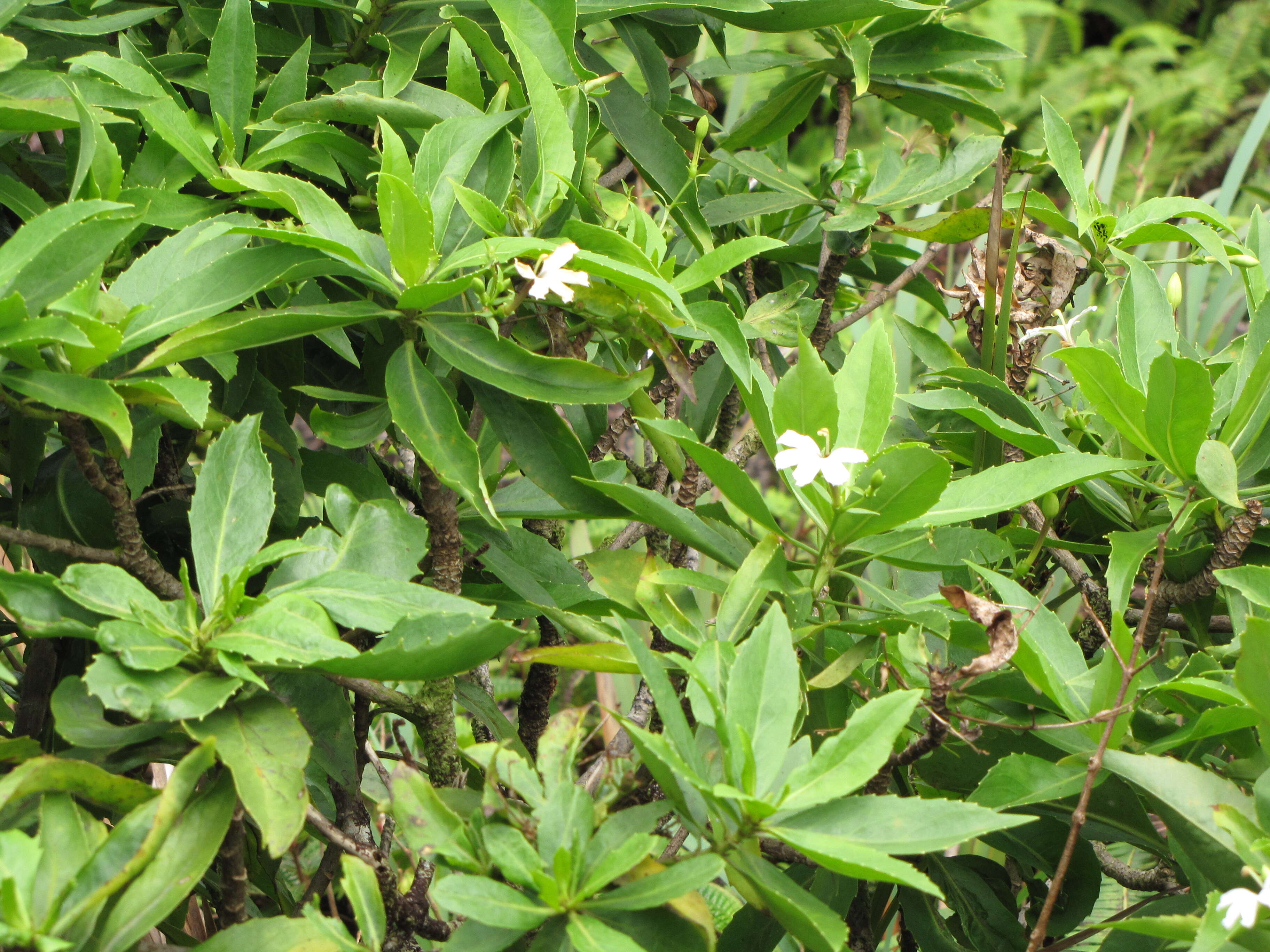 Imagem de Scaevola chamissoniana Gaud.