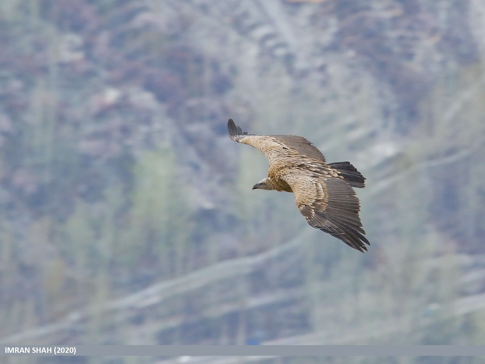 Слика од Gyps himalayensis Hume 1869