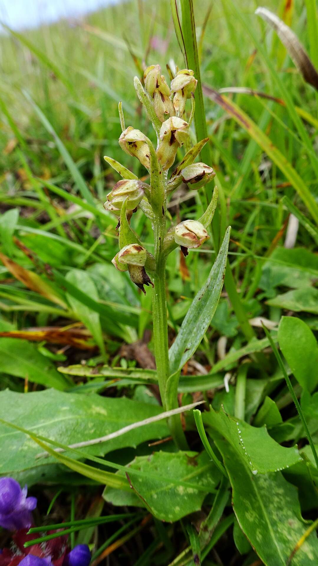 Image of Frog orchid